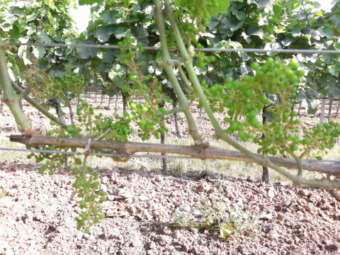 Riesling auf der Unterlage 161-49 C
