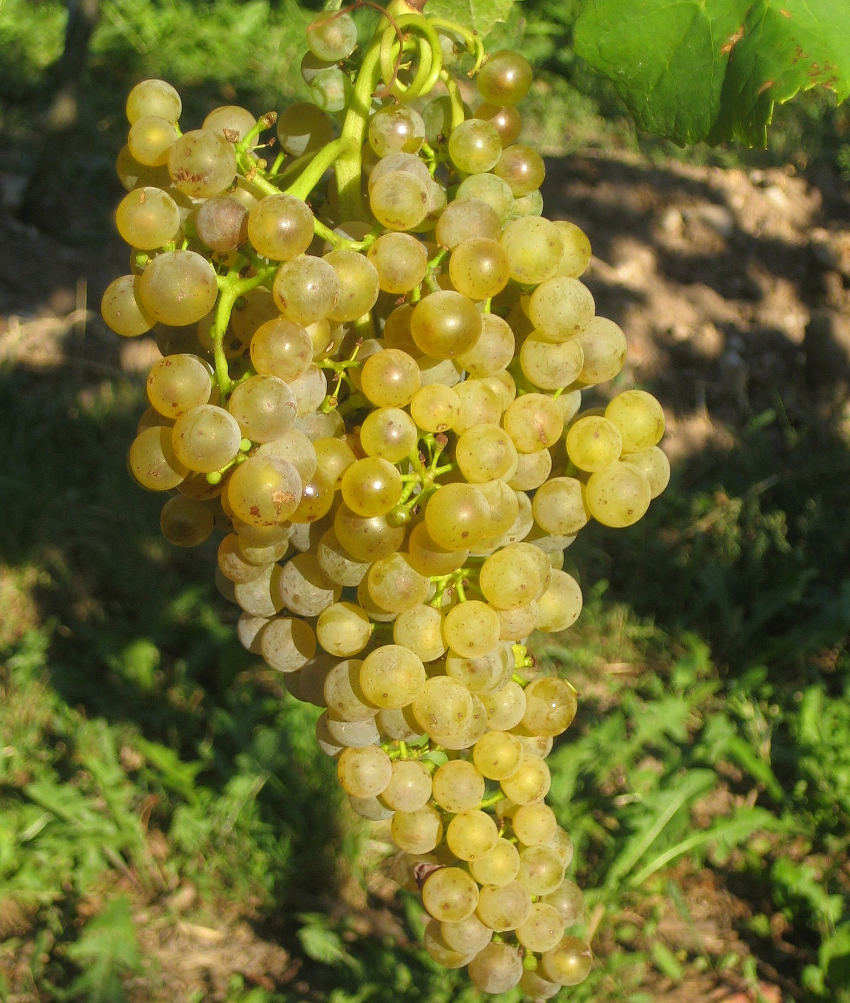 Donauriesling - Rebschule Müller