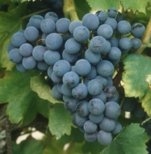 Grenache - Rebschule Müller