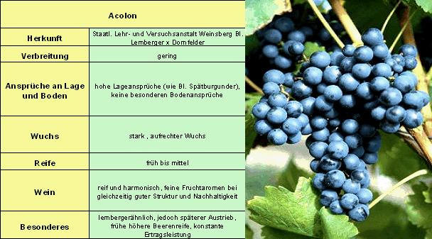Acolon