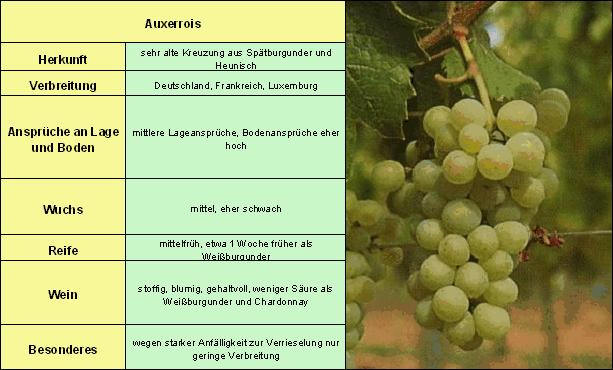 Auxerrois