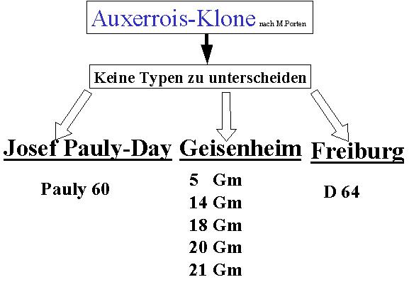 Auxerrois
