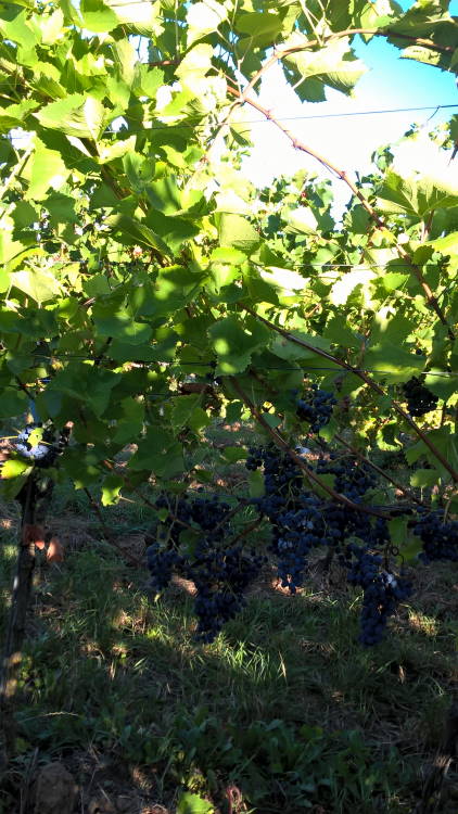 Cabernet Cantor - Rebschule Müller