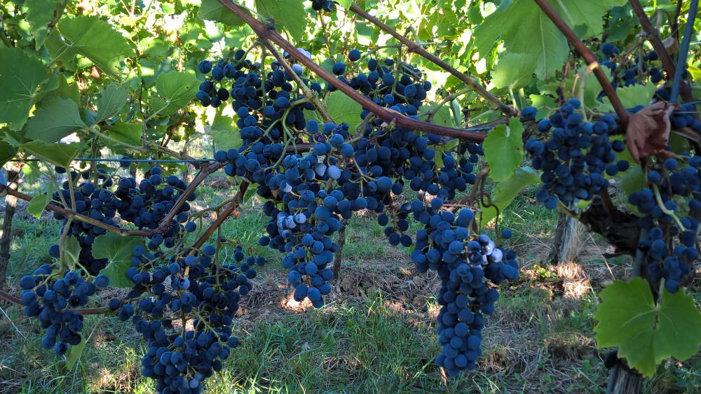 Cabernet Cantor - Rebschule Müller