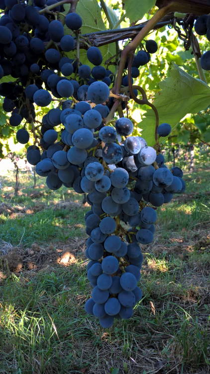 Cabernet Cantor - Rebschule Müller