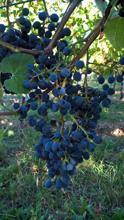 Cabernet Cantor - Rebschule Müller
