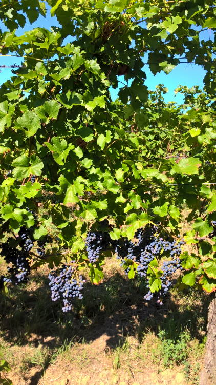 Cabernet Carbon