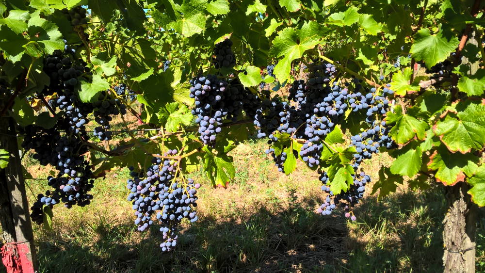 Cabernet Carbon