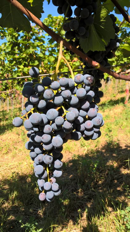Cabernet Carbon
