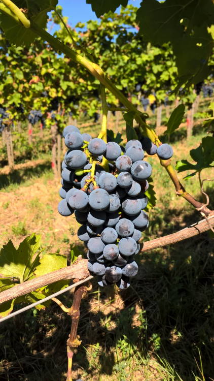 Cabernet Carbon