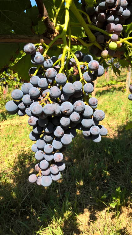 Cabernet Carbon
