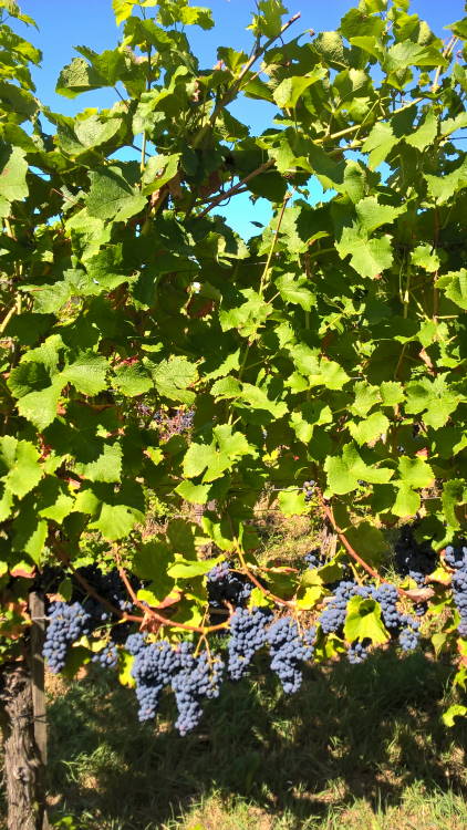 Cabernet Carol - Rebschule Müller
