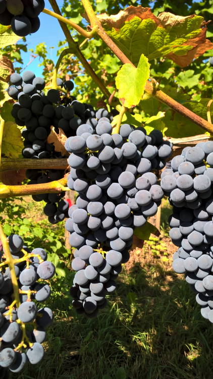 Cabernet Carol - Rebschule Müller