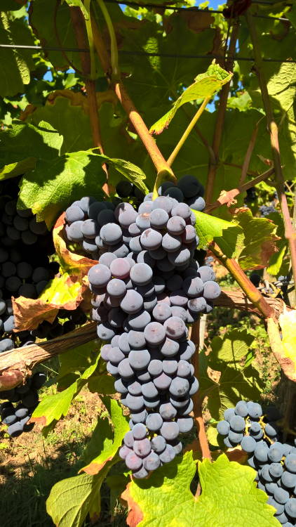 Cabernet Carol - Rebschule Müller