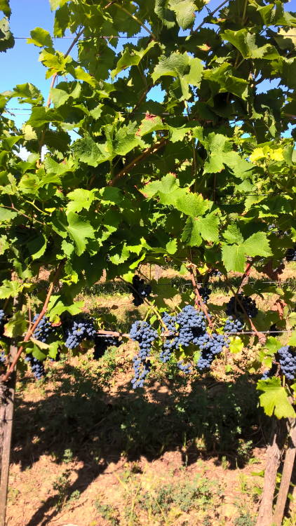 Cabernet Cortis - Rebschule Müller