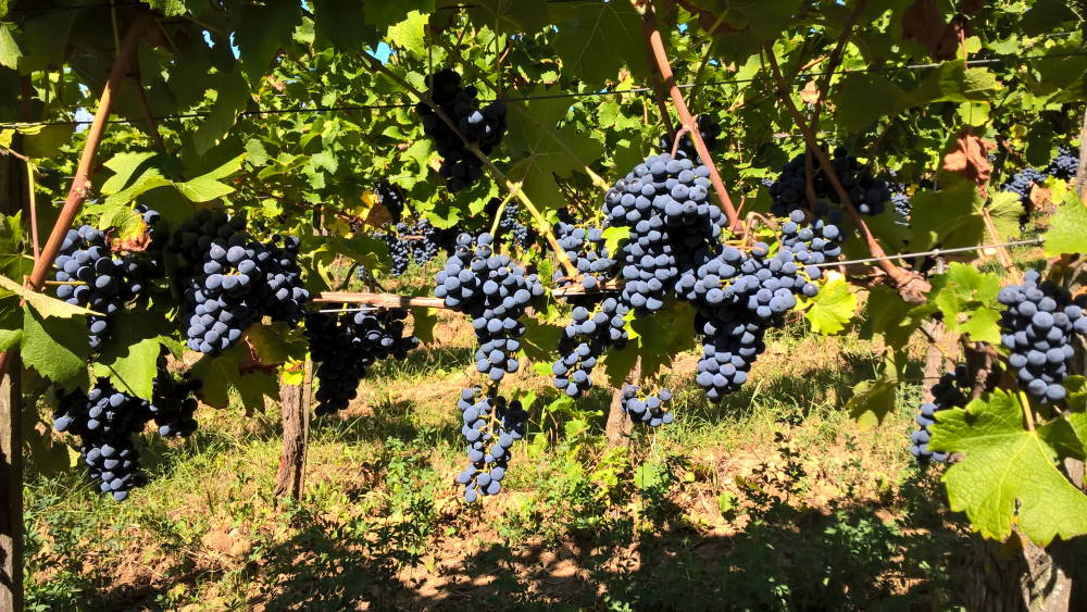 Cabernet Cortis - Rebschule Müller