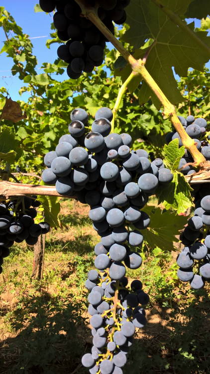 Cabernet Cortis - Rebschule Müller