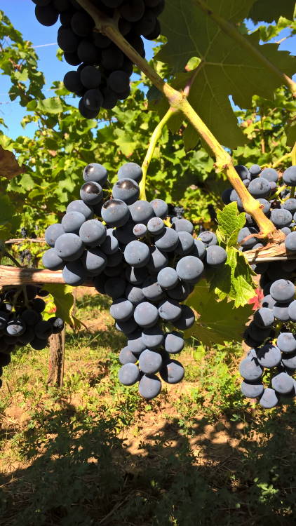 Cabernet Cortis - Rebschule Müller