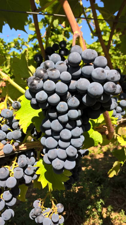 Cabernet Cortis - Rebschule Müller