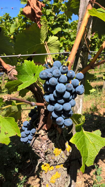 Cabernet Cortis - Rebschule Müller