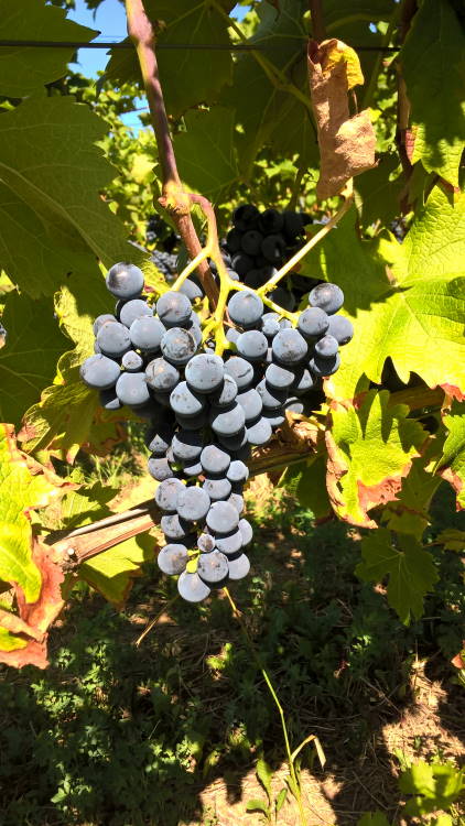 Cabernet Cortis - Rebschule Müller