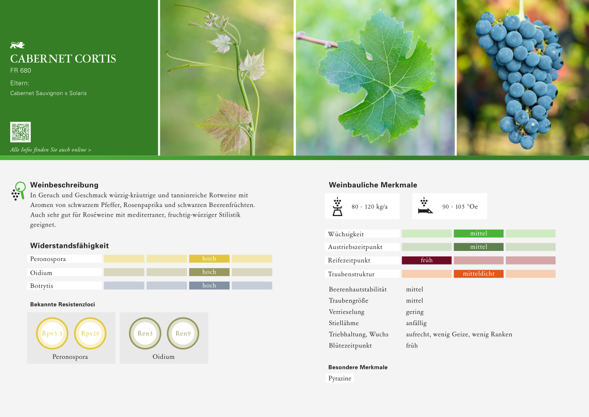 Cabernet Cortis - Rebschule Müller