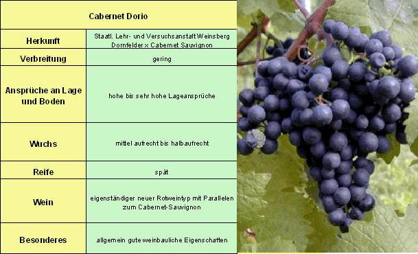 Cabernet Dorio - Rebschule Müller