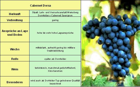 Cabernet Dorsa - Rebschule Müller