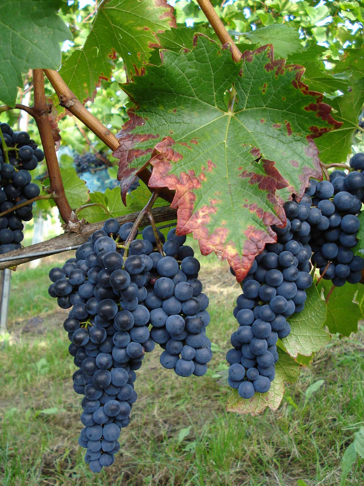 Cabernet Jura - Rebschule Müller