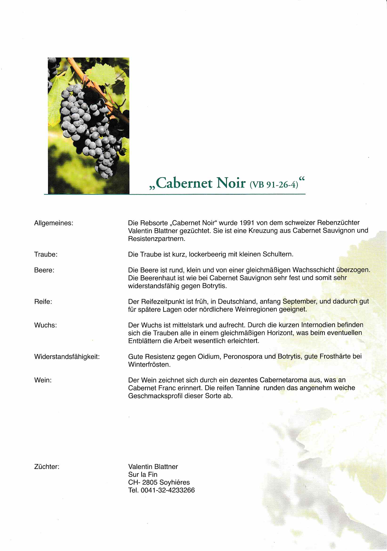 Cabernet Noir - Rebschule Müller