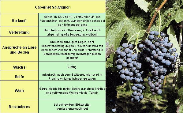 Cabernet Sauvignon - Rebschule Müller