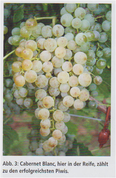 Cabernet blanc