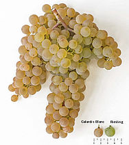 Calardis Blanc - Rebschule Müller