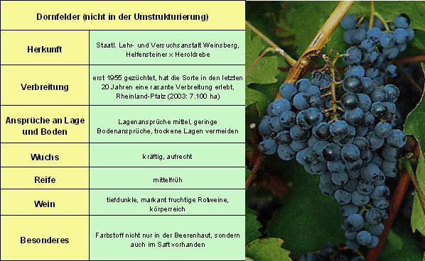 Dornfelder - Rebschule Müller