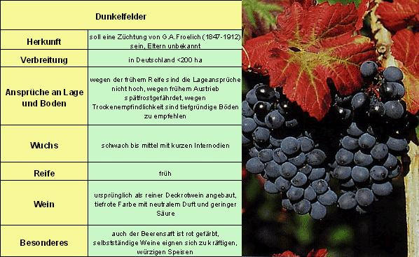 Dunkelfelder - Rebschule Müller