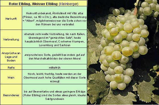 Elbling, Roter - Rebschule Müller