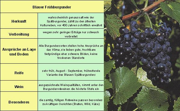 Frühburgunder - Rebschule Müller