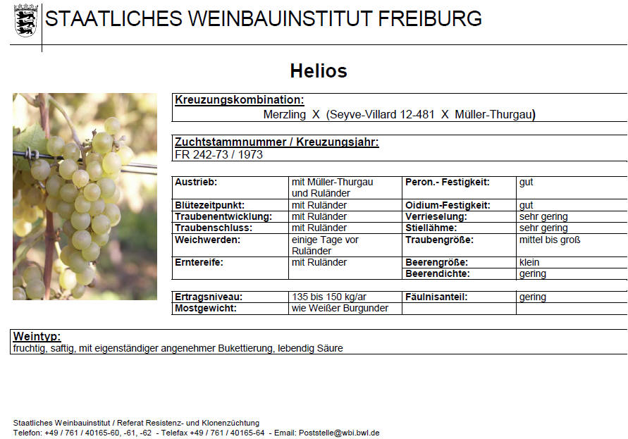 Helios - Rebschule Müller