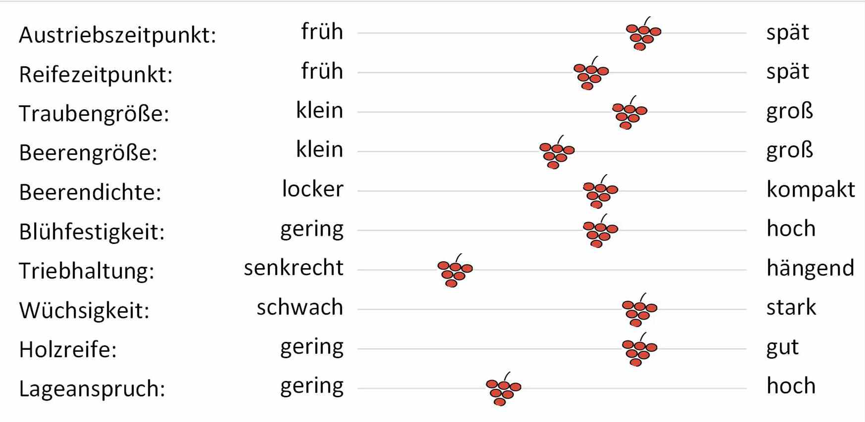 Levitage - Rebschule Müller
