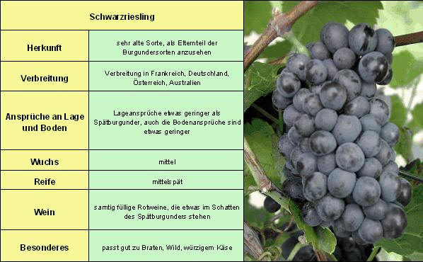 Schwarzriesling - Rebschule Müller