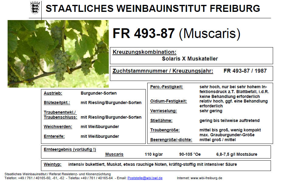 Muscaris - Rebschule Müller