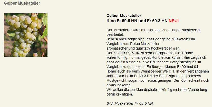 Muskateller Gelber - Rebschule Müller