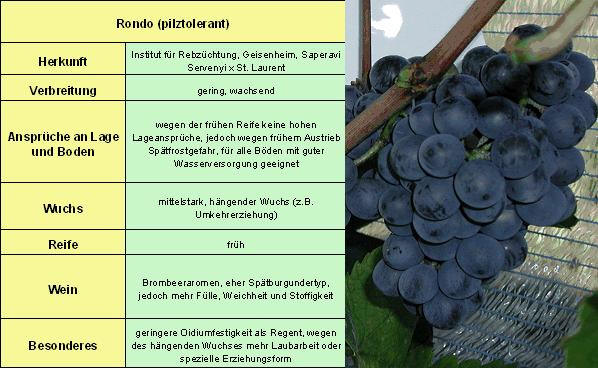 Rondo - Rebschule Müller