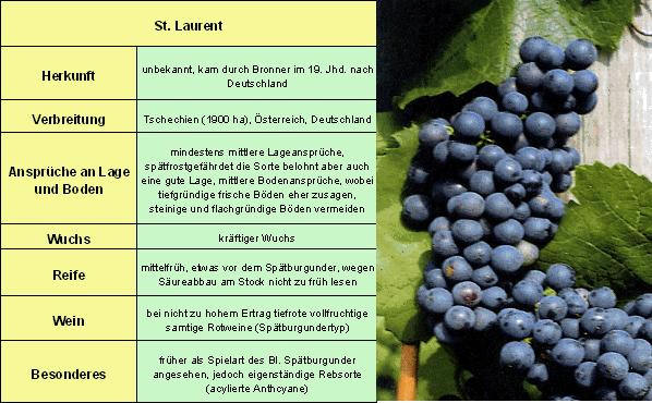 Saint Laurent - Rebschule Müller