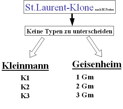 Saint Laurent - Rebschule Müller