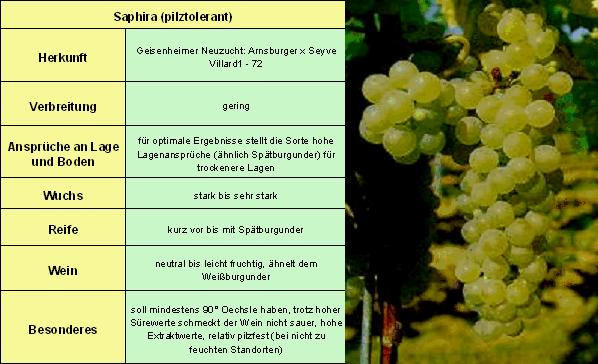 Saphira  - Rebschule Müller