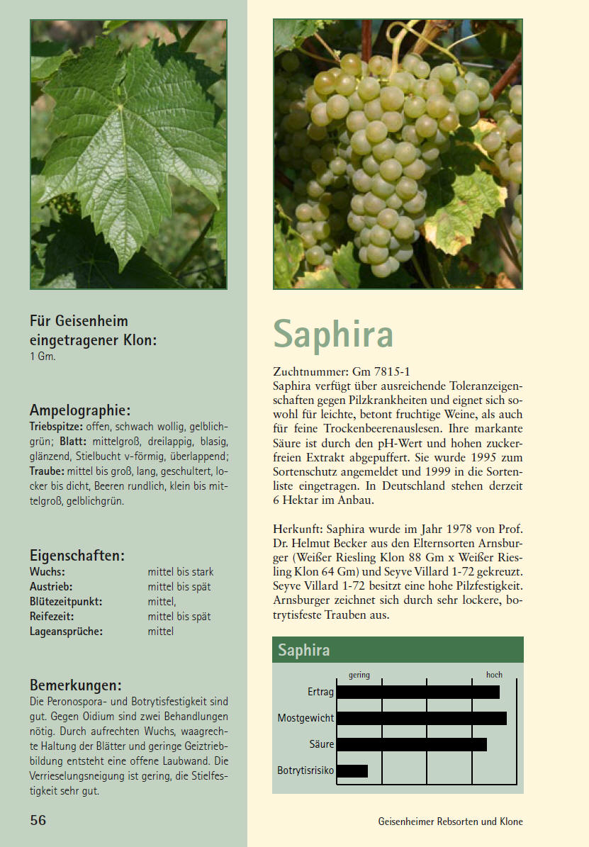 Saphira  - Rebschule Müller