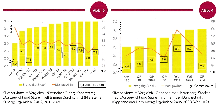 Silvaner Weinmagazin - Rebschule Müller