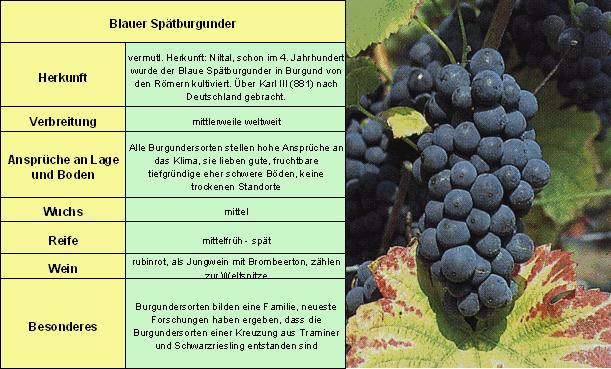 Spätburgunder - DLR