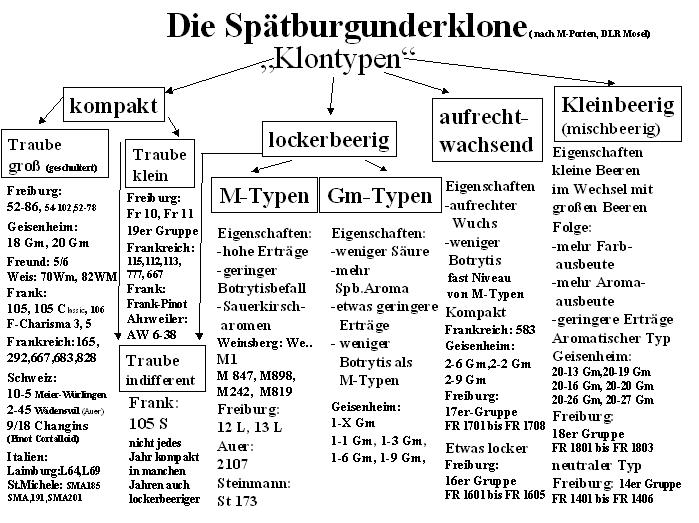 Spätburgunder - Porten